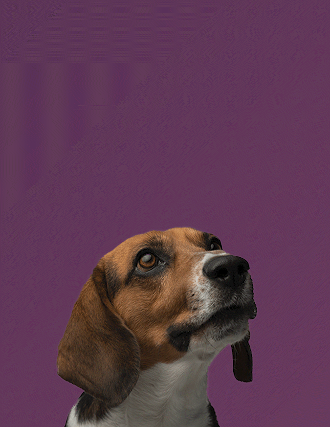Fritz the Content Beagle